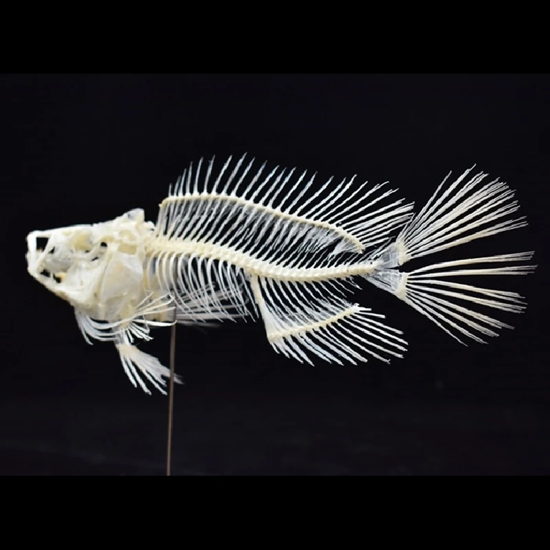 Art And Craft Science - 2043 부티크 그루퍼 물고기 해골 모형