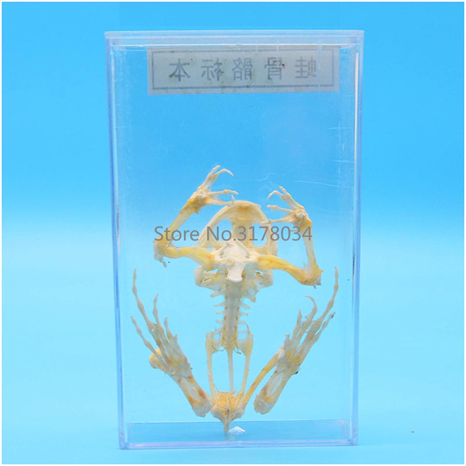 동물 골격 모형 개구리 뼈 표본 박제 용품, 예술 뼈  - Art And Craft Science 리뷰 및 가격