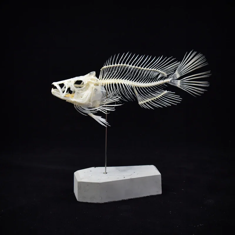 2043 부티크 그루퍼 물고기 해골 모형 과학 교육 전 - Art And Craft Science 리뷰 및 가격