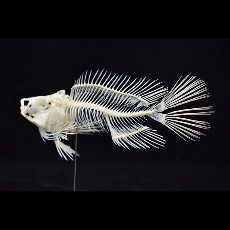 2043 부티크 그루퍼 물고기 해골 모형 과학 교육 전 - Art And Craft Science 리뷰 및 가격