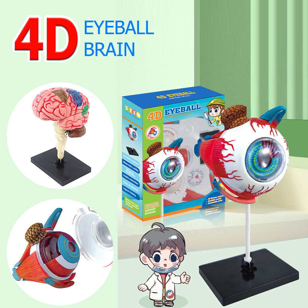하이 퀄리티 예술 공예 장식품, 4D 인간 안구 뇌 해 - Art And Craft Science 리뷰 및 가격